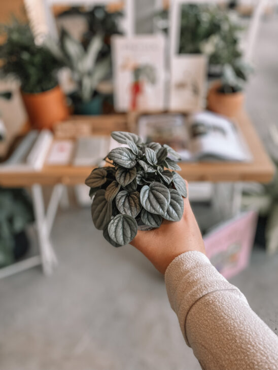 Peperomia Frost Plant