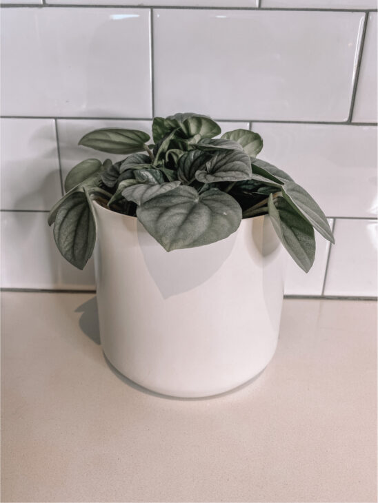 White Pot with Plant